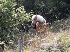 Horse Watching